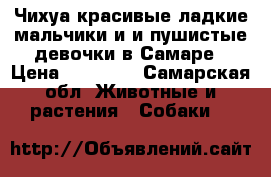 Чихуа красивые ладкие мальчики и и пушистые девочки в Самаре › Цена ­ 15 000 - Самарская обл. Животные и растения » Собаки   